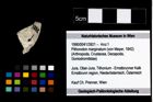 Foto (Objekt + Etikett) von Pithonoton marginatum (von Meyer, 1842)  (NHMW-GEO-1990-0041-3921)